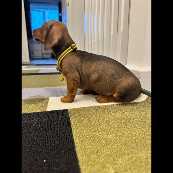 Dachshund (Miniature Smooth Haired)