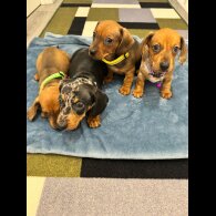 Dachshund (Miniature Smooth Haired)