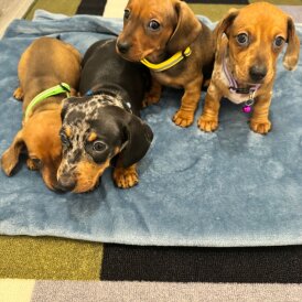 Dachshund (Miniature Smooth Haired)