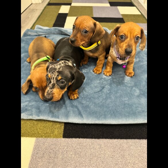 Dachshund (Miniature Smooth Haired)