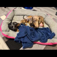 Dachshund (Miniature Smooth Haired)