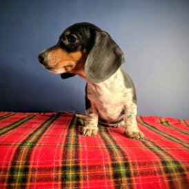 Dachshund (Smooth Haired)