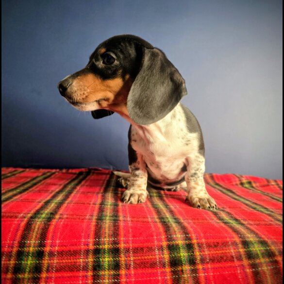 Dachshund (Smooth Haired)