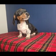 Dachshund (Smooth Haired)