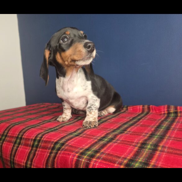 Dachshund (Smooth Haired)