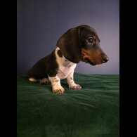 Dachshund (Smooth Haired)