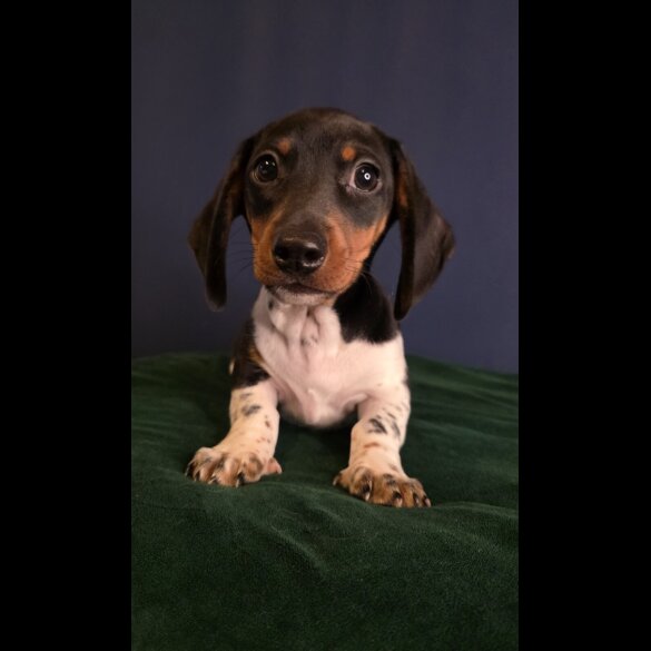 Dachshund (Smooth Haired)
