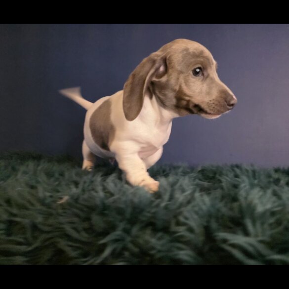 Dachshund (Smooth Haired)