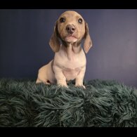 Dachshund (Smooth Haired)