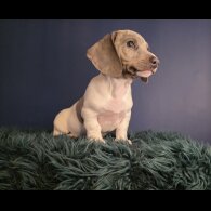 Dachshund (Smooth Haired)