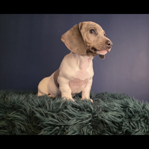 Dachshund (Smooth Haired)