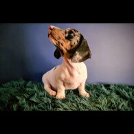 Dachshund (Smooth Haired)