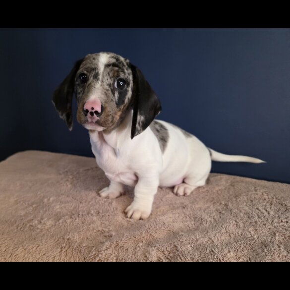 Dachshund (Smooth Haired)