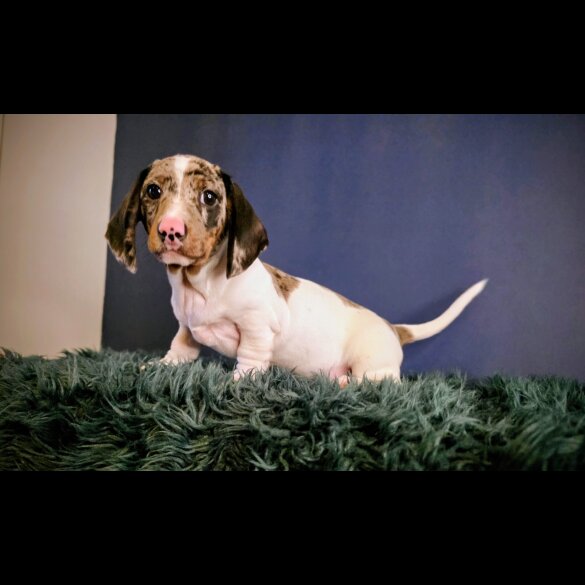 Dachshund (Smooth Haired)