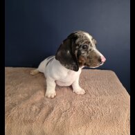 Dachshund (Smooth Haired)