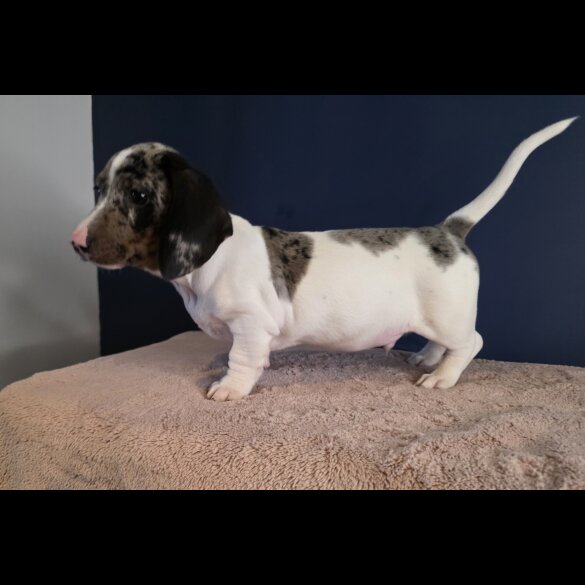 Dachshund (Smooth Haired)