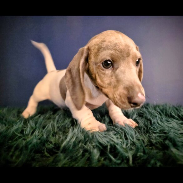 Dachshund (Smooth Haired)