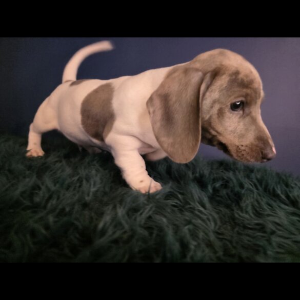 Dachshund (Smooth Haired)
