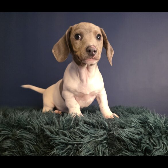 Dachshund (Smooth Haired)