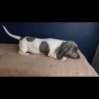 Dachshund (Smooth Haired)