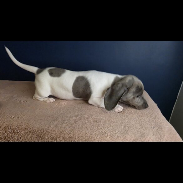 Dachshund (Smooth Haired)