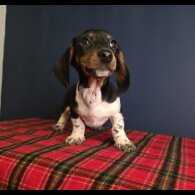 Dachshund (Smooth Haired)
