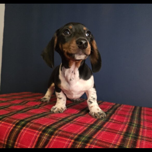 Dachshund (Smooth Haired)