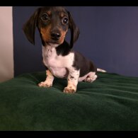 Dachshund (Smooth Haired)
