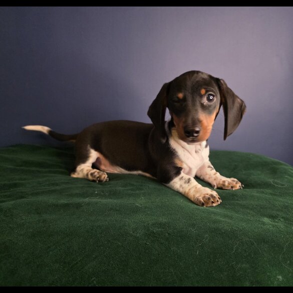 Dachshund (Smooth Haired)