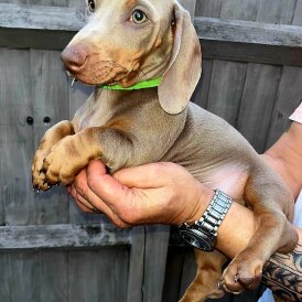 Dachshund (Smooth Haired)