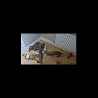 Dachshund (Smooth Haired)