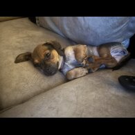 Dachshund (Smooth Haired)