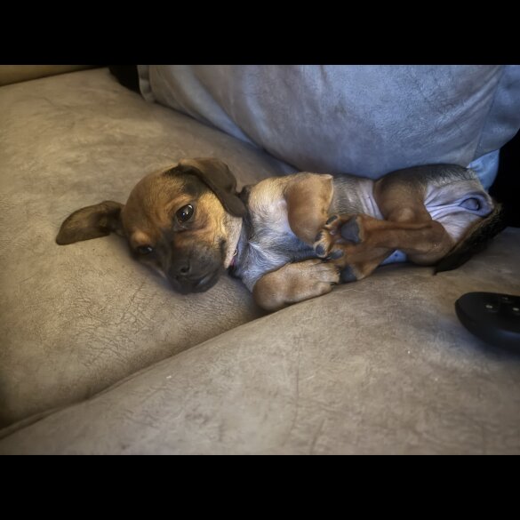 Dachshund (Smooth Haired)