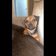 Dachshund (Smooth Haired)