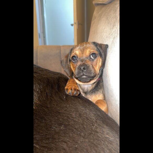 Dachshund (Smooth Haired)