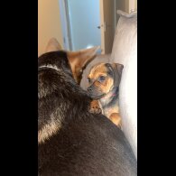 Dachshund (Smooth Haired)