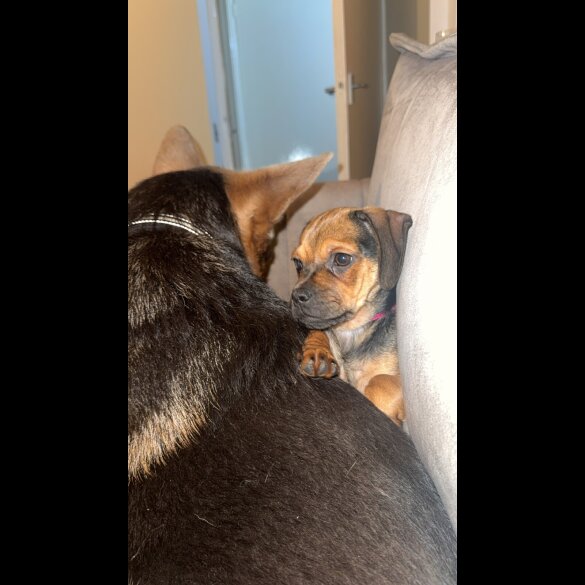 Dachshund (Smooth Haired)