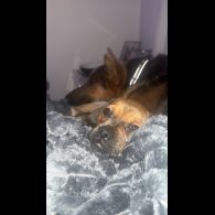 Dachshund (Smooth Haired)