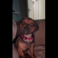 Dachshund (Smooth Haired)