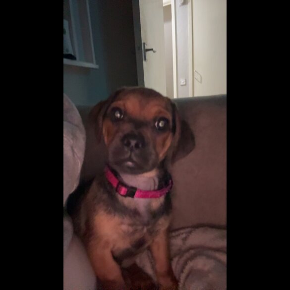 Dachshund (Smooth Haired)