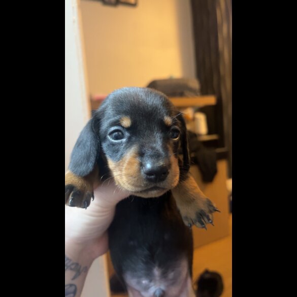 Dachshund (Smooth Haired)