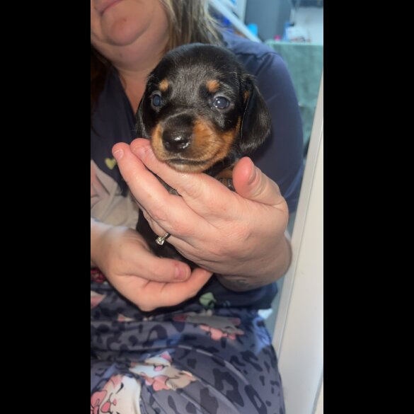 Dachshund (Smooth Haired)