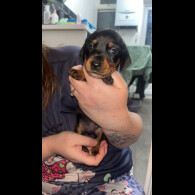 Dachshund (Smooth Haired)