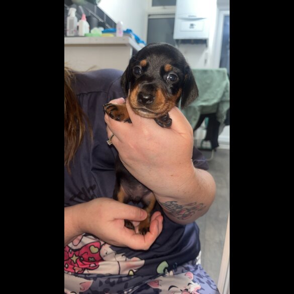 Dachshund (Smooth Haired)