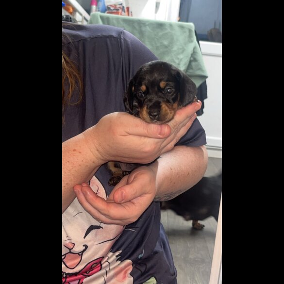 Dachshund (Smooth Haired)