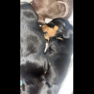 Dachshund (Smooth Haired)