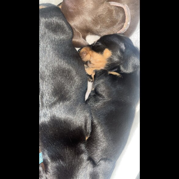 Dachshund (Smooth Haired)