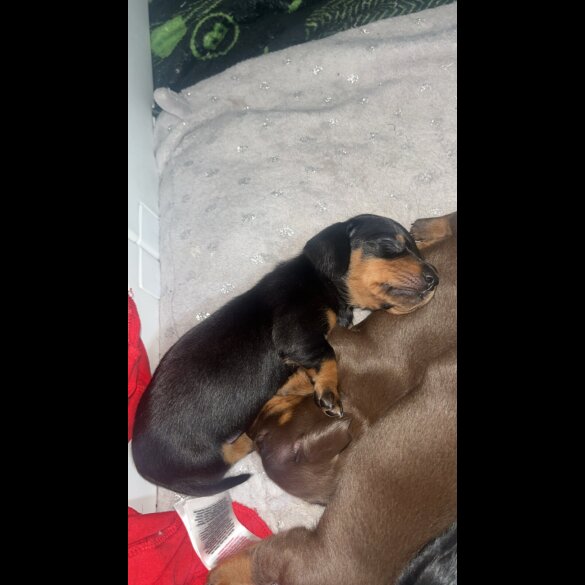 Dachshund (Smooth Haired)