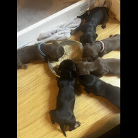 Dachshund (Smooth Haired)