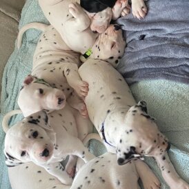 Dalmatian